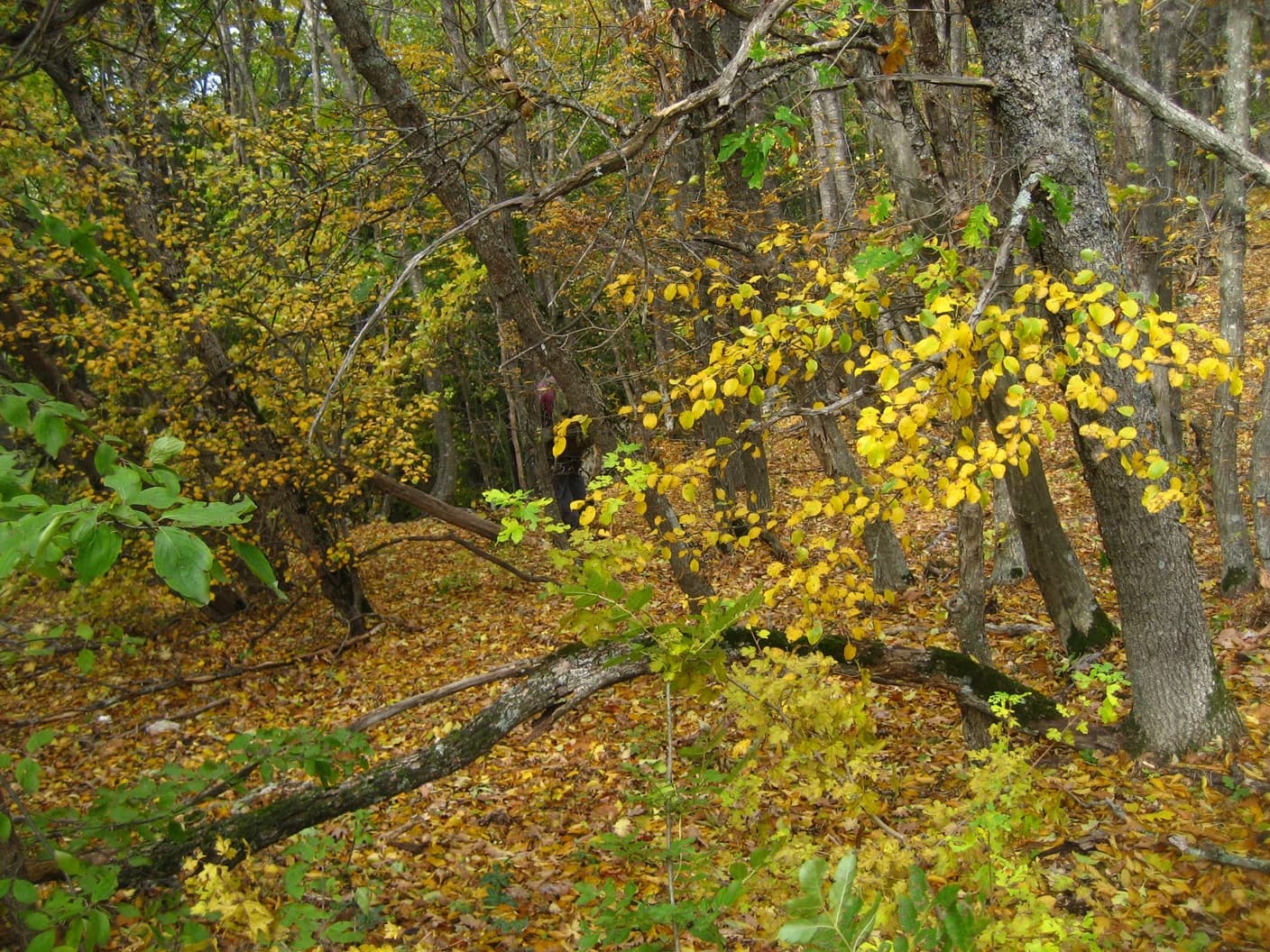 по горному Крыму осенью