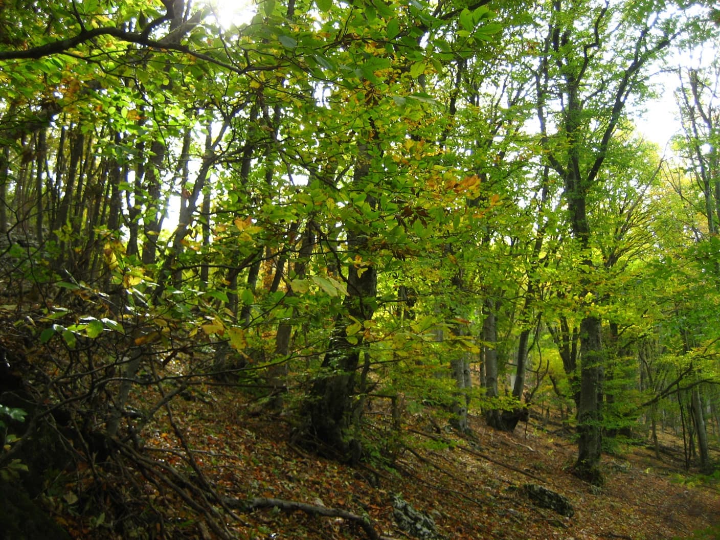 по горному Крыму осенью