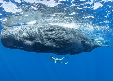 Как и где наблюдать китов