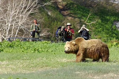 Опасности в походе: встреча с медведем. Предотвращение и защита