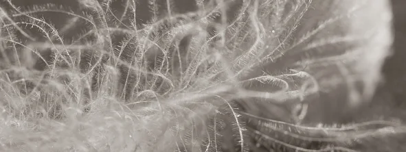 Fill Power — важнейший показатель качества пухового утеплителя