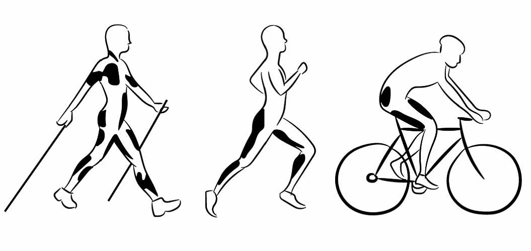 Группы мышц задействованные во время тренировок бегом и скандинавской ходьбой