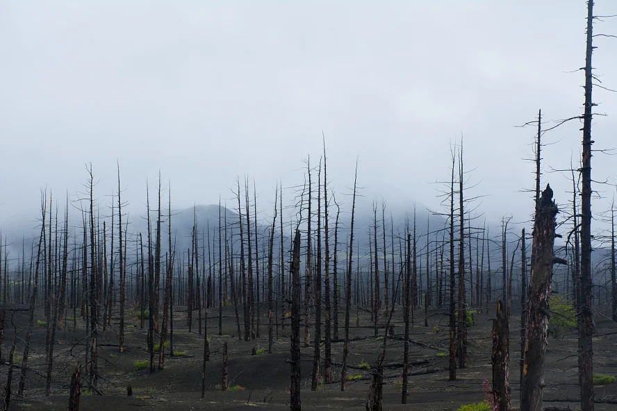 Мертвый лес на вулкане Толбачик