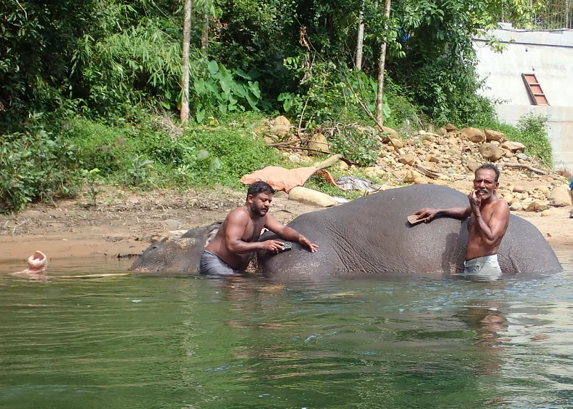 Индусы моют слона