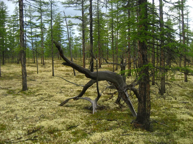 Лиственный лес