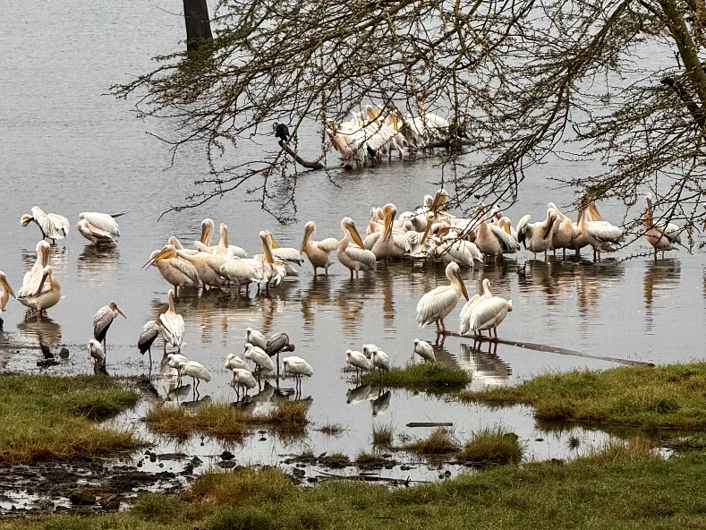 Сафари в Кении