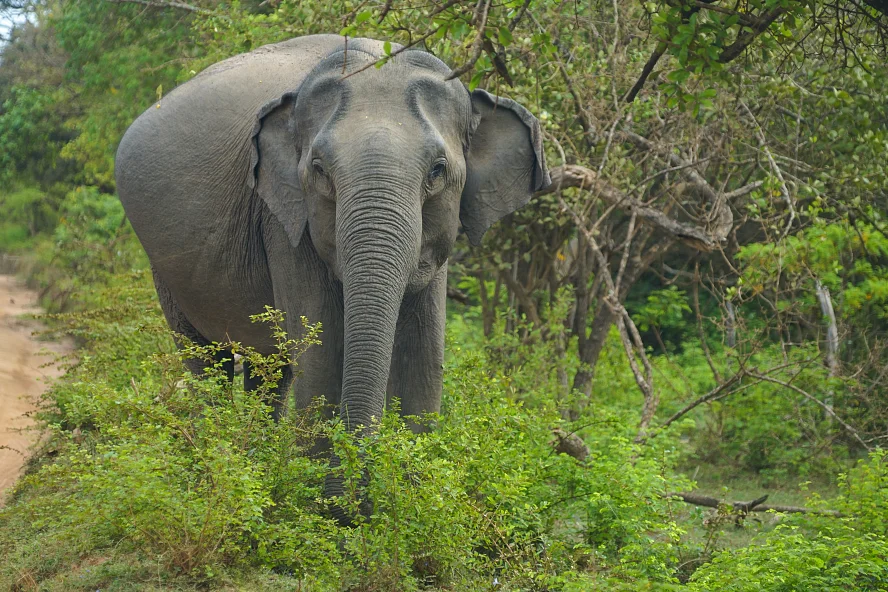 Азиатский слон