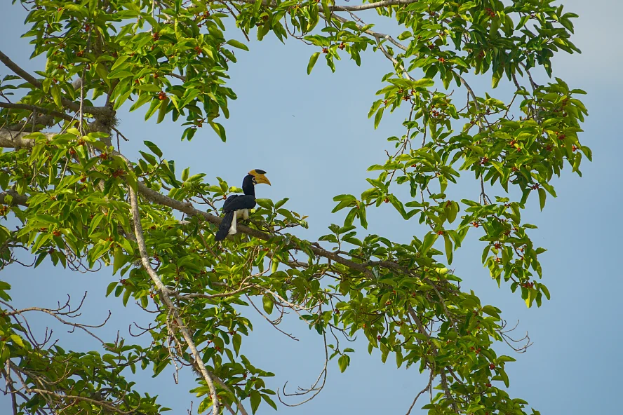 Сафари в Шри-Ланке