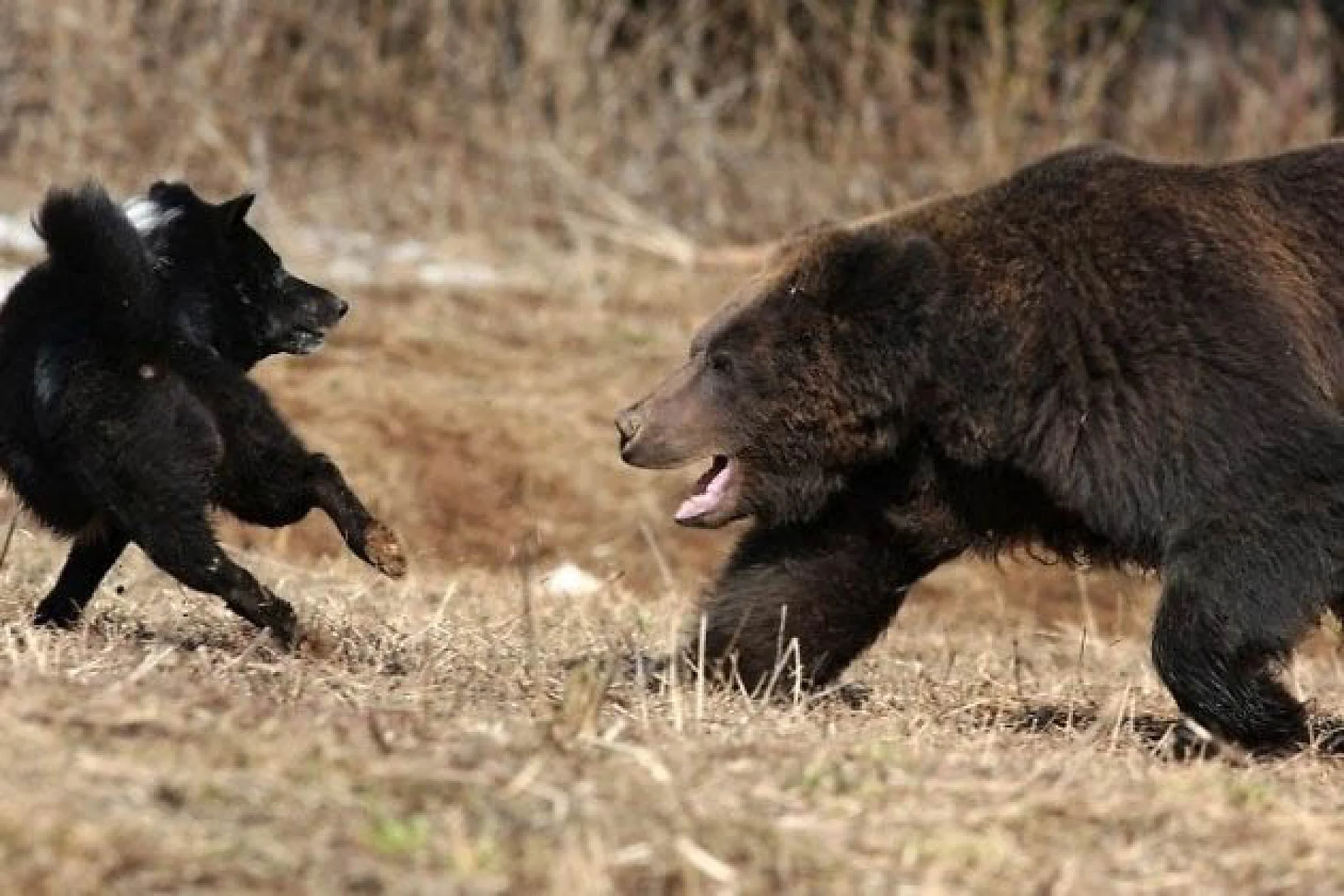 Волк против медведя. Волки и медведи. Медведь и собака.
